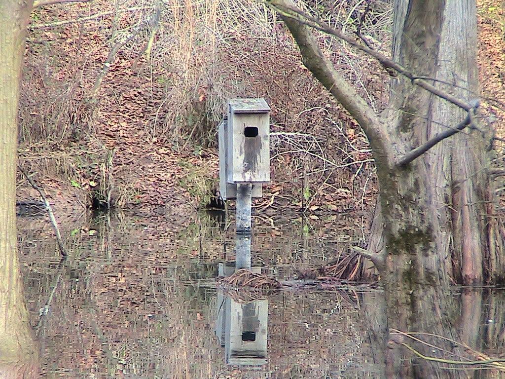 wood duck boxes for sale